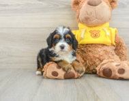 6 week old Mini Bernedoodle Puppy For Sale - Simply Southern Pups