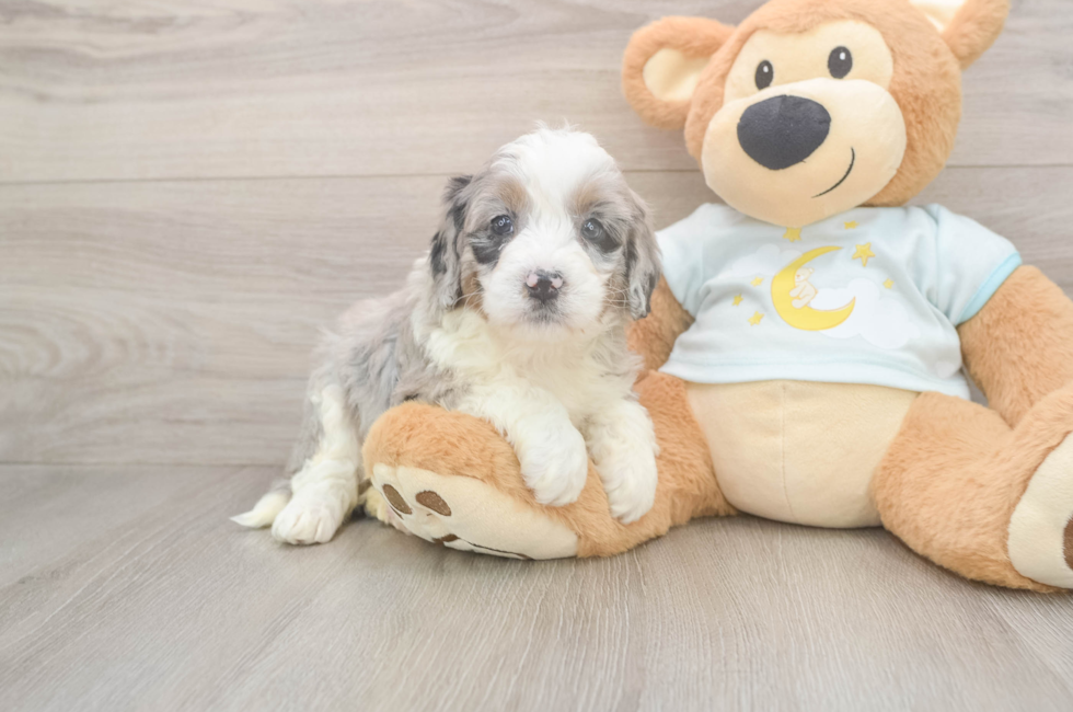 5 week old Mini Bernedoodle Puppy For Sale - Simply Southern Pups