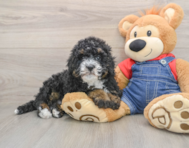 7 week old Mini Bernedoodle Puppy For Sale - Simply Southern Pups