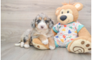 Adorable Mini Bernesedoodle Poodle Mix Puppy