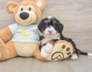 6 week old Mini Bernedoodle Puppy For Sale - Simply Southern Pups