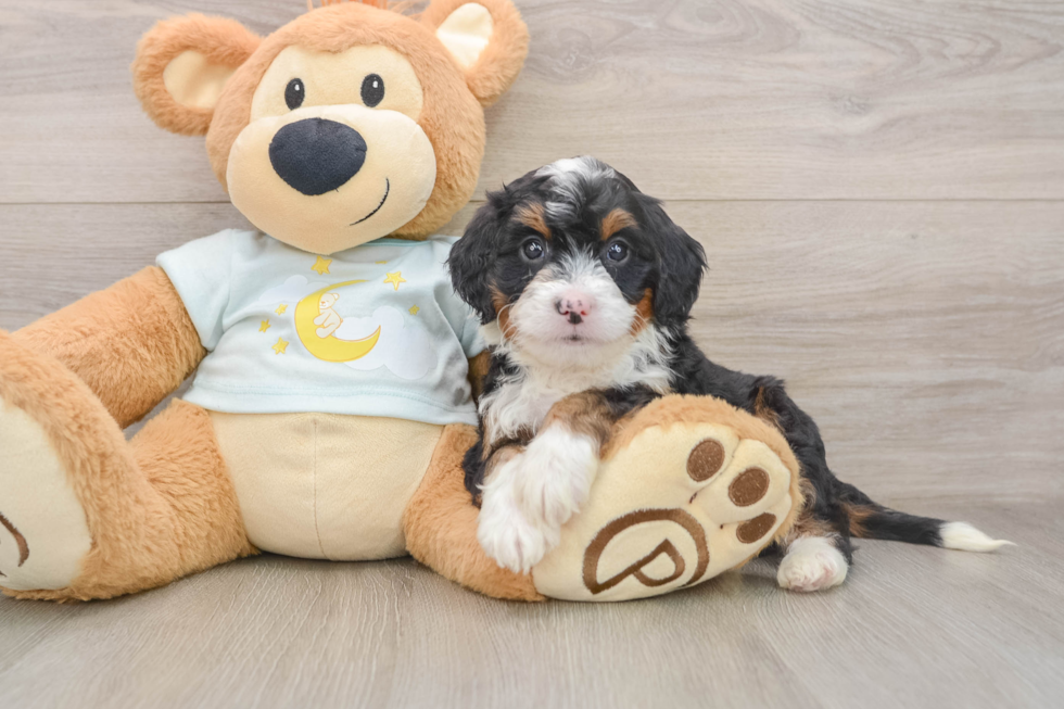 Mini Bernedoodle Pup Being Cute