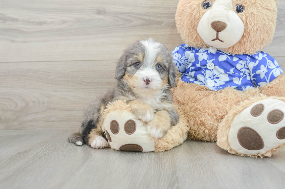 Mini Bernedoodle Pup Being Cute