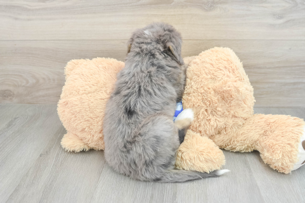 Small Mini Bernedoodle Baby