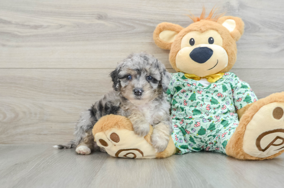 8 week old Mini Bernedoodle Puppy For Sale - Simply Southern Pups