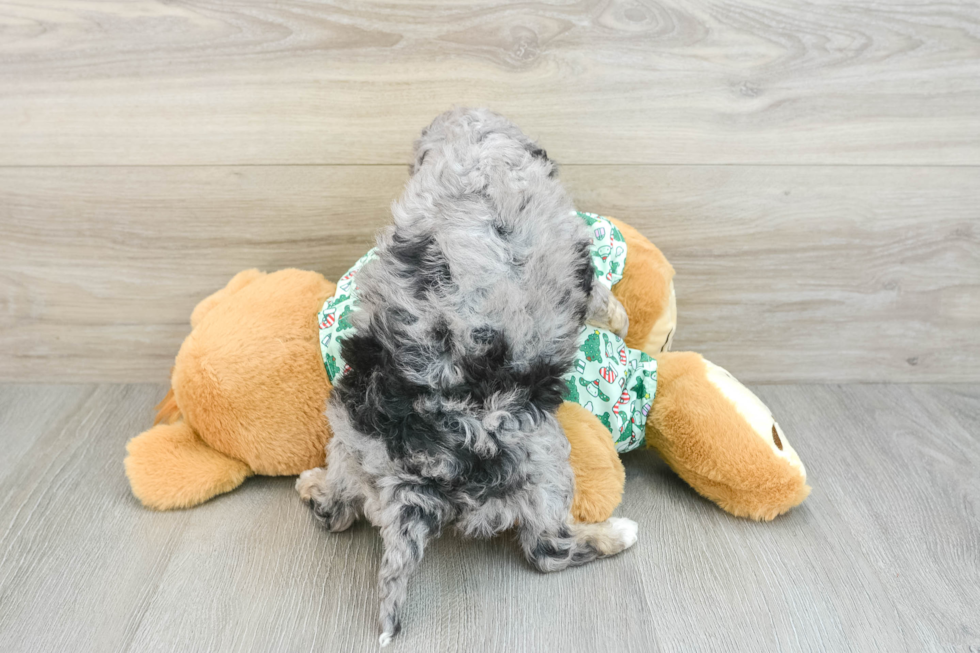 Mini Bernedoodle Puppy for Adoption