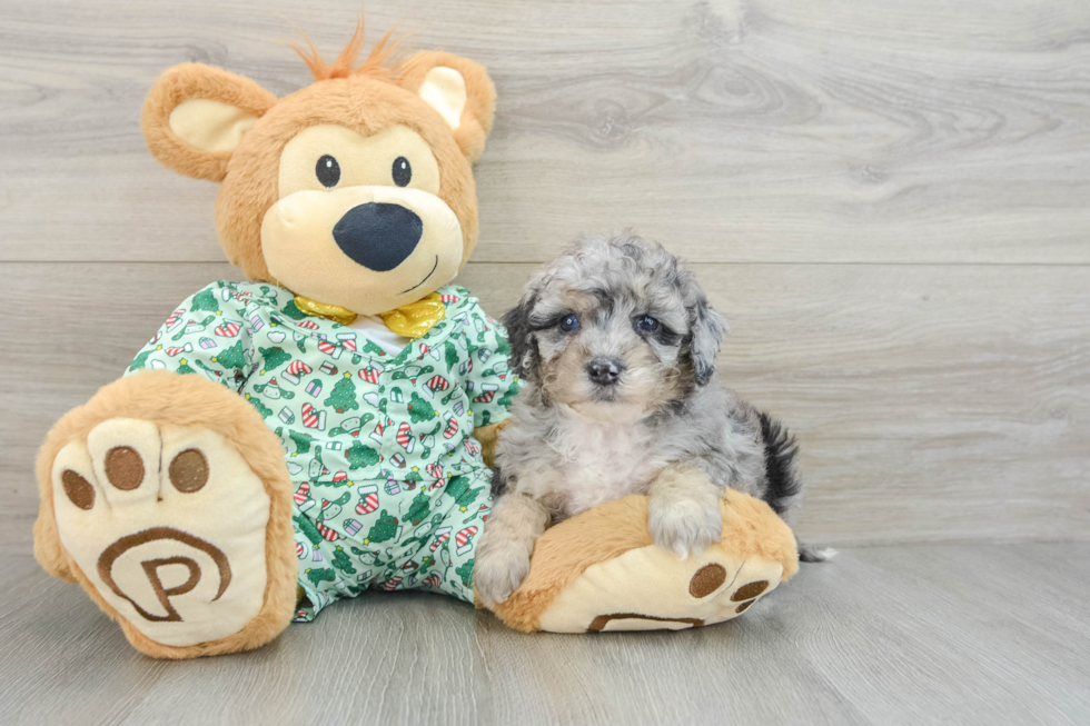 Mini Bernedoodle Pup Being Cute