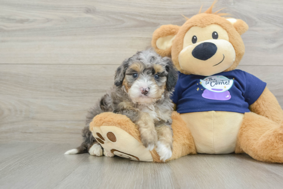 Mini Bernedoodle Pup Being Cute