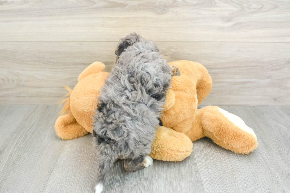 Mini Bernedoodle Pup Being Cute