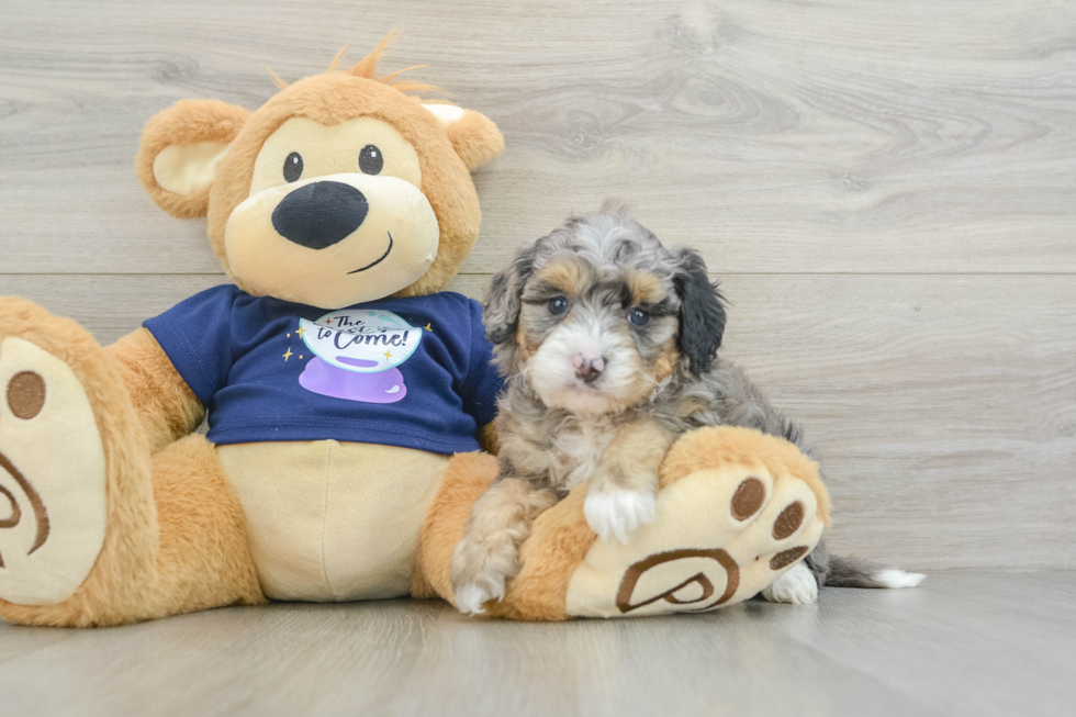 Best Mini Bernedoodle Baby