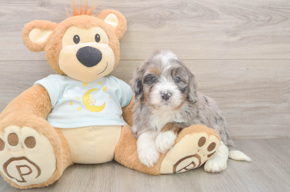 5 week old Mini Bernedoodle Puppy For Sale - Simply Southern Pups
