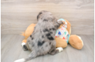 Small Mini Bernedoodle Baby