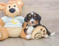 7 week old Mini Bernedoodle Puppy For Sale - Simply Southern Pups