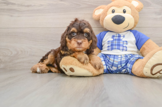 Energetic Bernese Doodle Poodle Mix Puppy