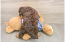 Best Mini Bernedoodle Baby