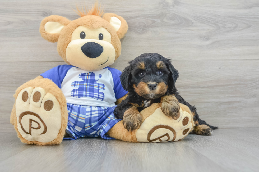 6 week old Mini Bernedoodle Puppy For Sale - Simply Southern Pups