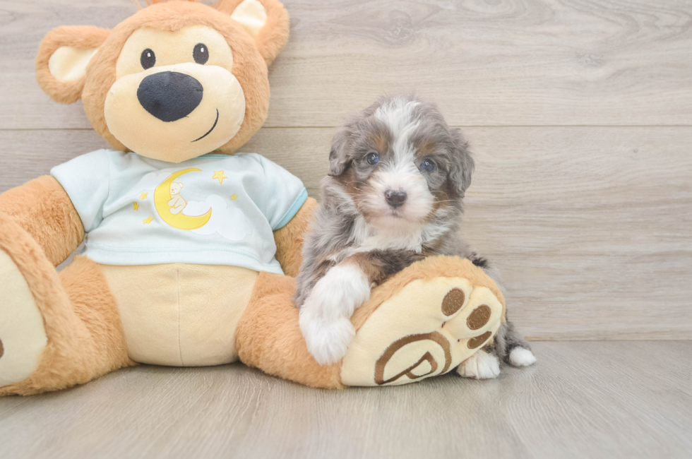 6 week old Mini Bernedoodle Puppy For Sale - Simply Southern Pups