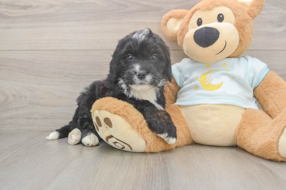 5 week old Mini Bernedoodle Puppy For Sale - Simply Southern Pups