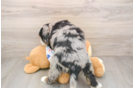 Best Mini Bernedoodle Baby