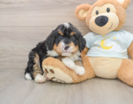 6 week old Mini Bernedoodle Puppy For Sale - Simply Southern Pups