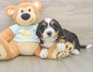 6 week old Mini Bernedoodle Puppy For Sale - Simply Southern Pups