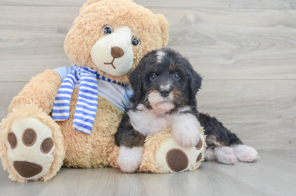 6 week old Mini Bernedoodle Puppy For Sale - Simply Southern Pups