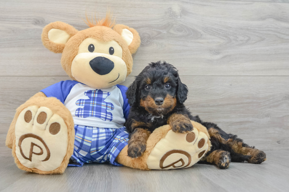 6 week old Mini Bernedoodle Puppy For Sale - Simply Southern Pups