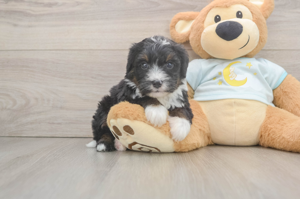 6 week old Mini Bernedoodle Puppy For Sale - Simply Southern Pups