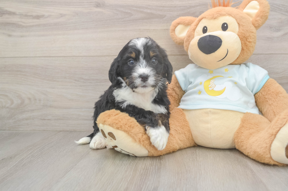 5 week old Mini Bernedoodle Puppy For Sale - Simply Southern Pups