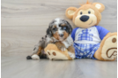 Happy Mini Bernedoodle Baby