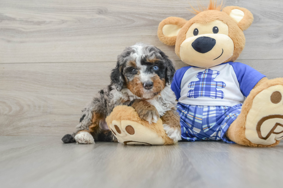 Happy Mini Bernedoodle Baby