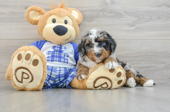 Friendly Mini Bernedoodle Baby