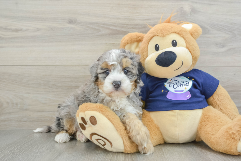 Best Mini Bernedoodle Baby