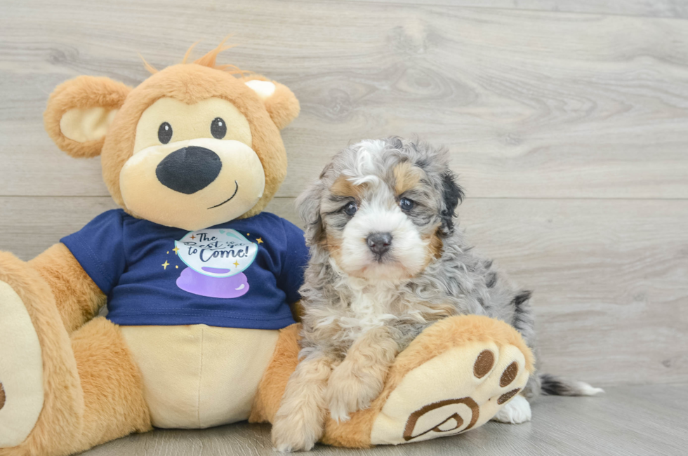 5 week old Mini Bernedoodle Puppy For Sale - Simply Southern Pups