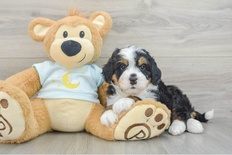 Smart Mini Bernedoodle Poodle Mix Pup