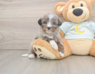 8 week old Mini Bernedoodle Puppy For Sale - Simply Southern Pups