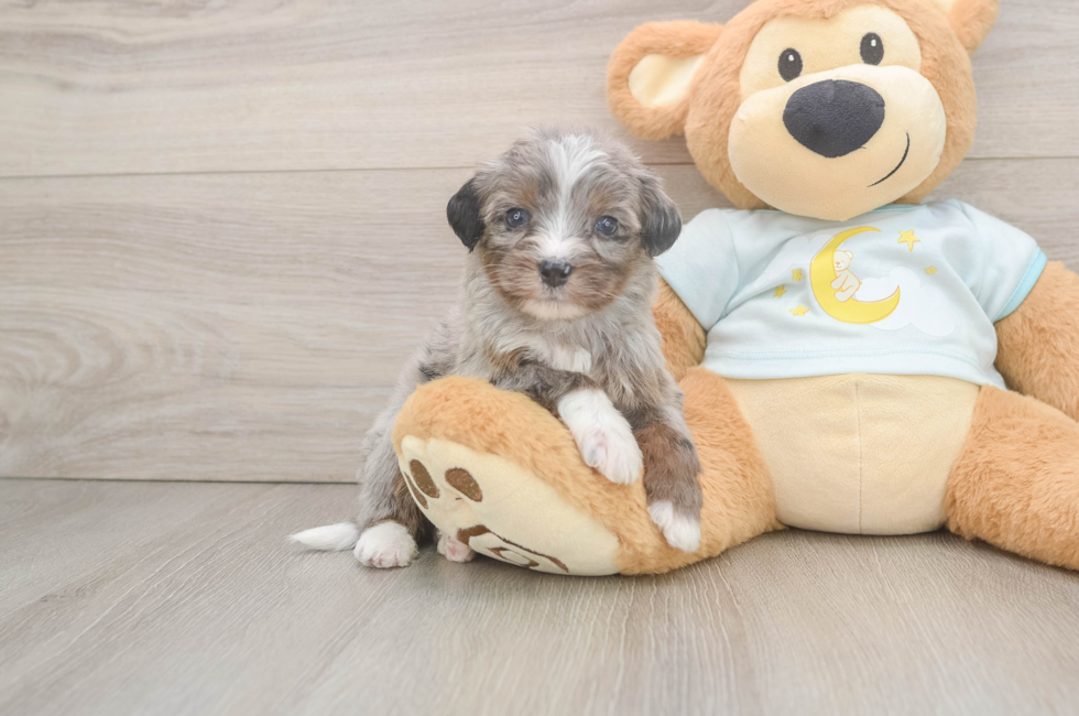6 week old Mini Bernedoodle Puppy For Sale - Simply Southern Pups