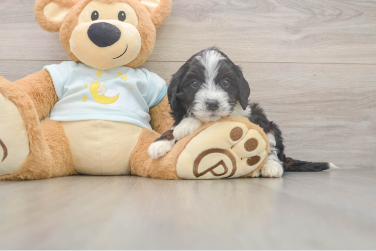Best Mini Bernedoodle Baby
