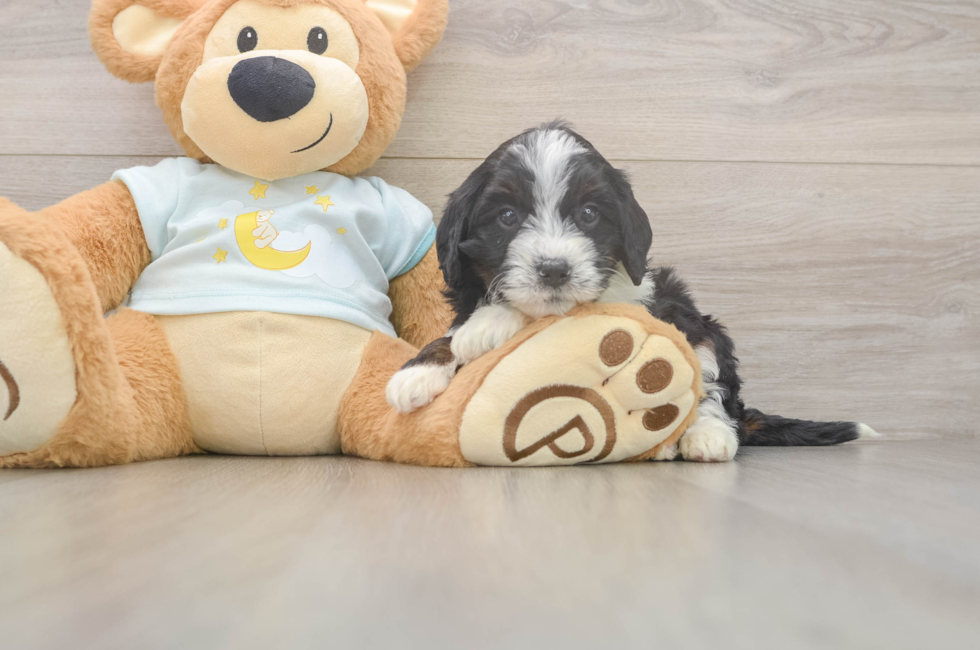5 week old Mini Bernedoodle Puppy For Sale - Simply Southern Pups