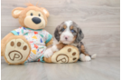 Mini Bernedoodle Pup Being Cute