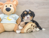 6 week old Mini Bernedoodle Puppy For Sale - Simply Southern Pups