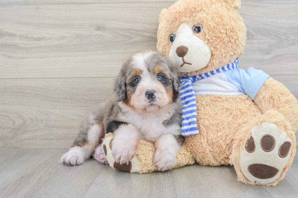 6 week old Mini Bernedoodle Puppy For Sale - Simply Southern Pups