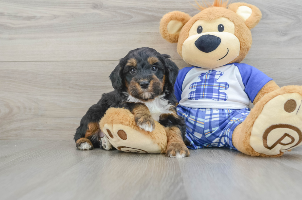 6 week old Mini Bernedoodle Puppy For Sale - Simply Southern Pups