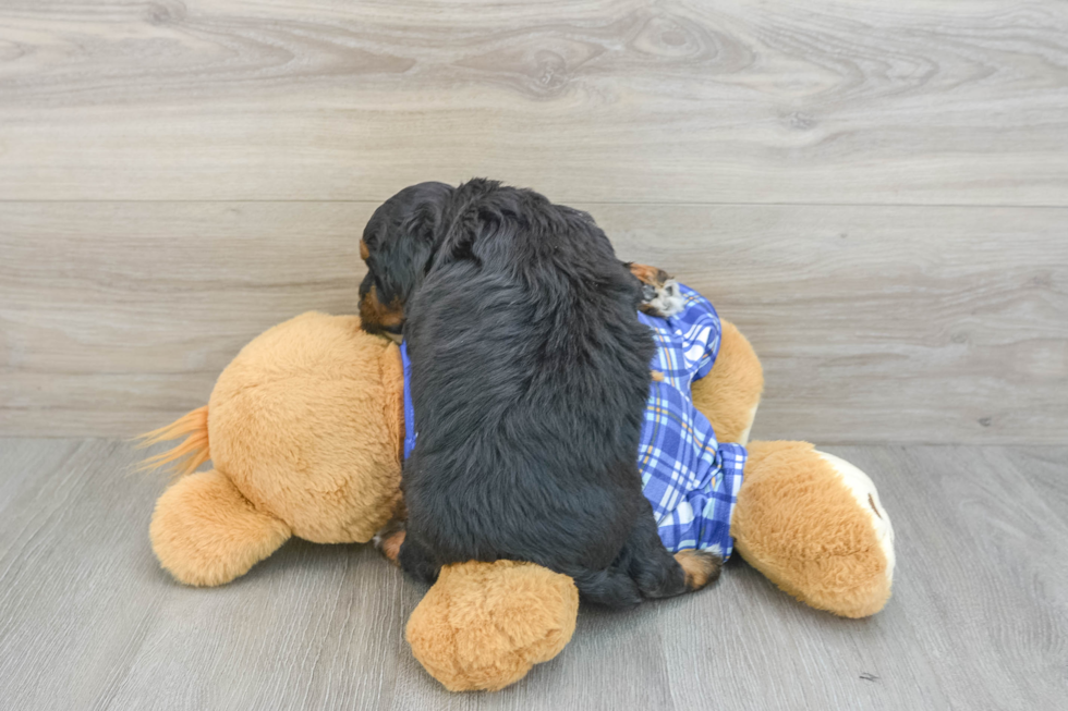 Playful Mini Berniedoodle Poodle Mix Puppy