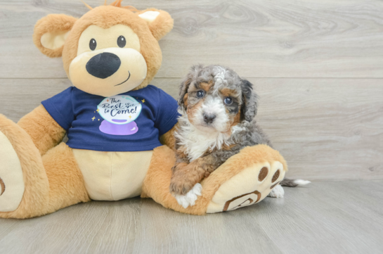 Fluffy Mini Bernedoodle Poodle Mix Pup