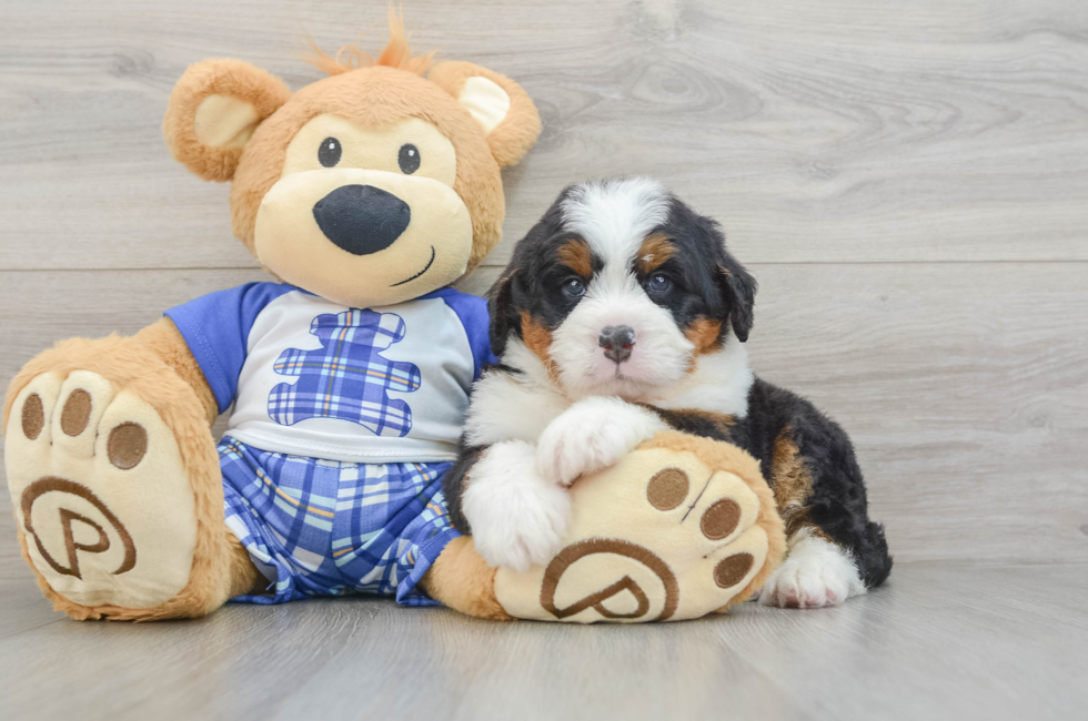 5 week old Mini Bernedoodle Puppy For Sale - Simply Southern Pups