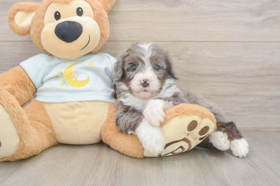 6 week old Mini Bernedoodle Puppy For Sale - Simply Southern Pups