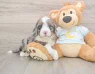 7 week old Mini Bernedoodle Puppy For Sale - Simply Southern Pups