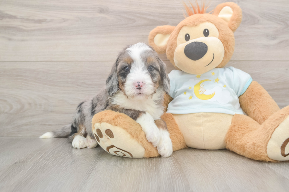 5 week old Mini Bernedoodle Puppy For Sale - Simply Southern Pups