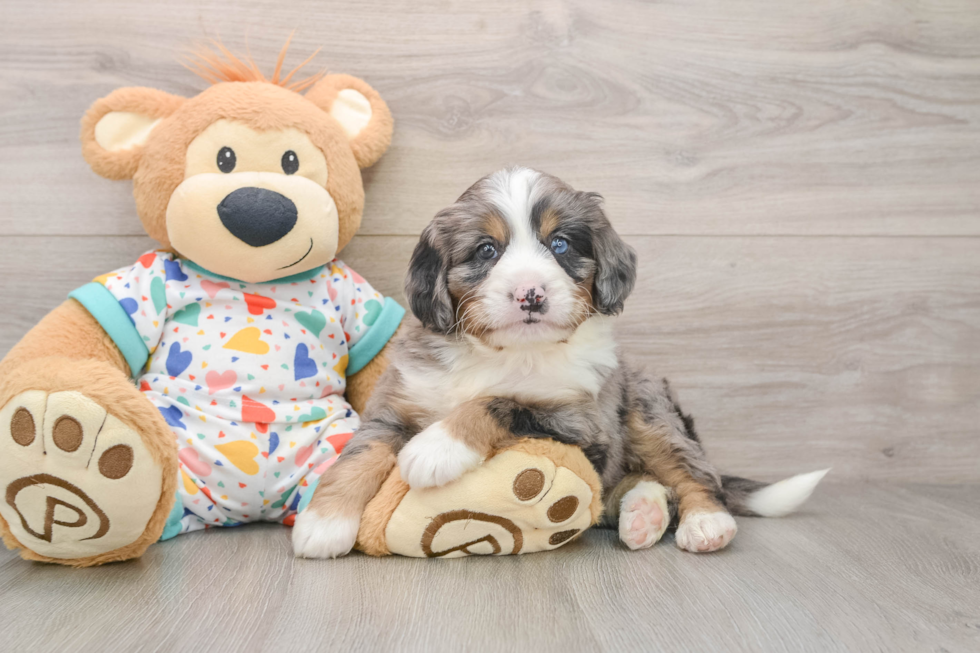 Adorable Mini Bernese Poodle Poodle Mix Puppy